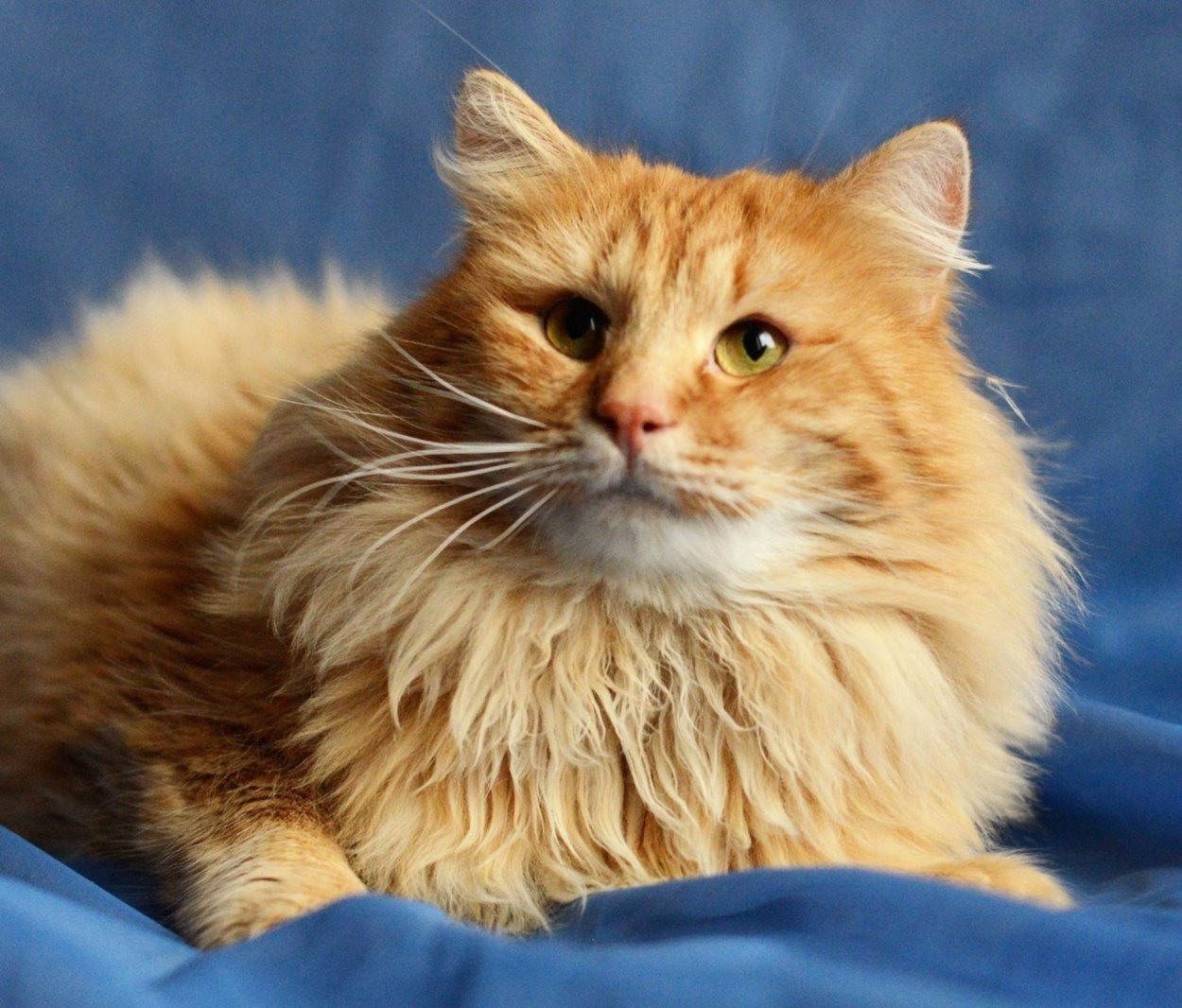 Сибирская кошка рыжая длинношерстная