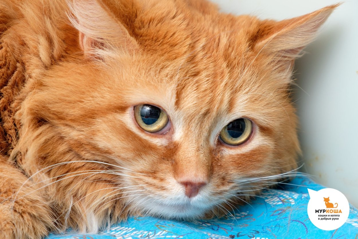 Василий котов