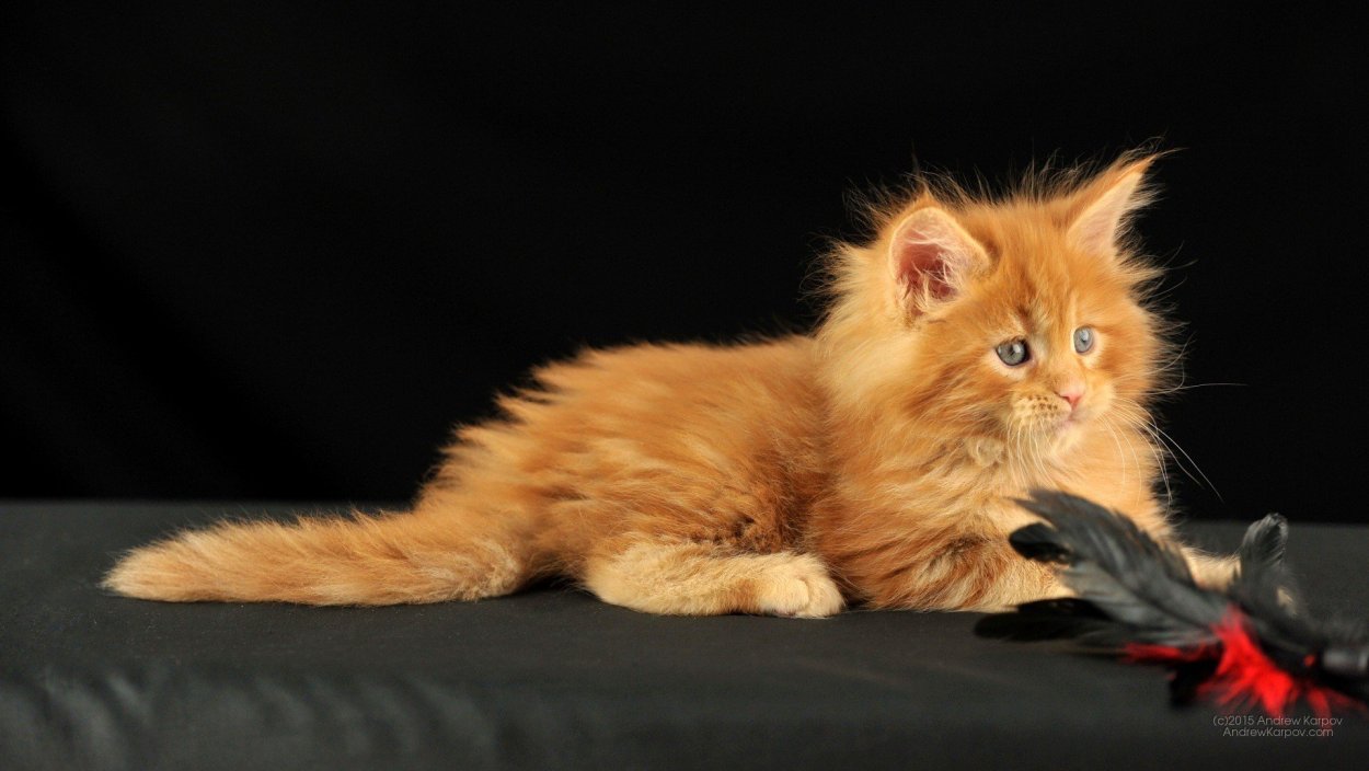 Мэдисон Браун рыжая