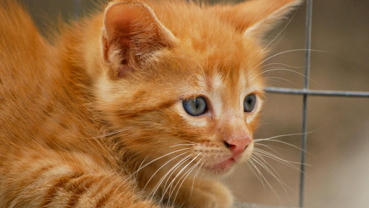 Рыжий длинношерстный Сибирский кот