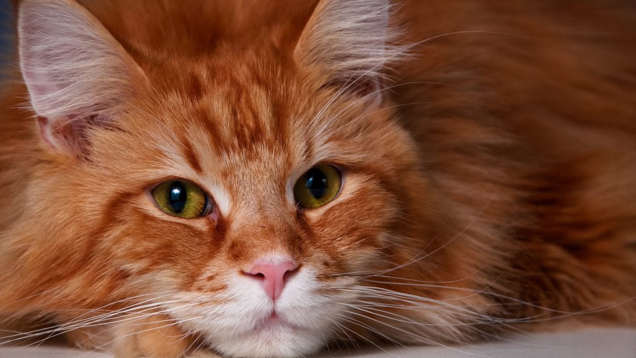 Наглая рыжая морда