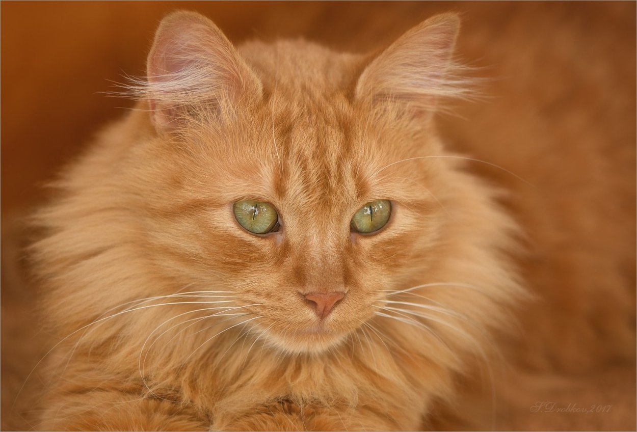 Софи Романова