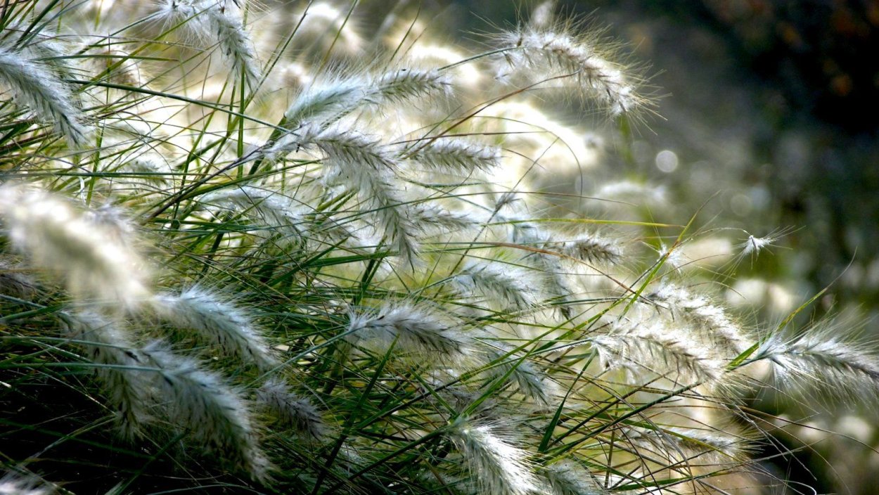 Ковыль хвост пони