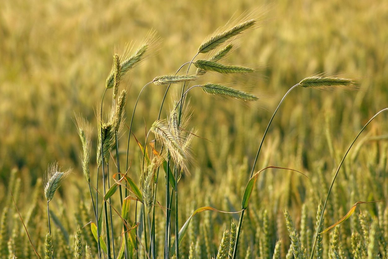Полевые культуры зерновые