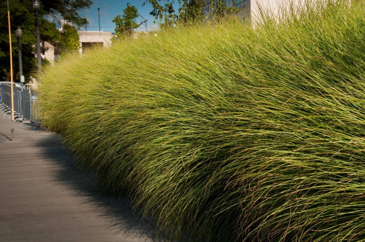 Семейства Miscanthus