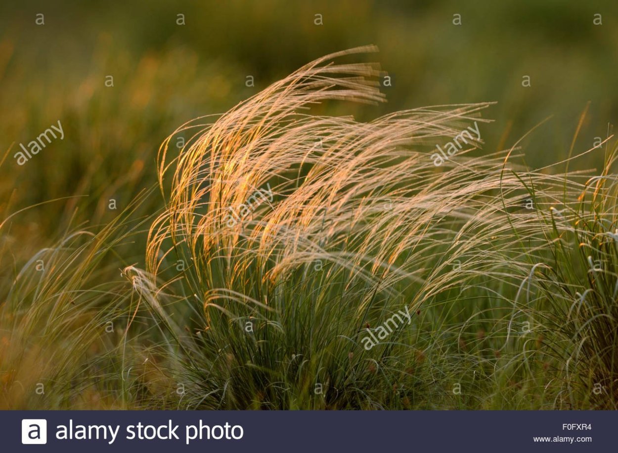 Ковыль перистый (Stipa pennata)