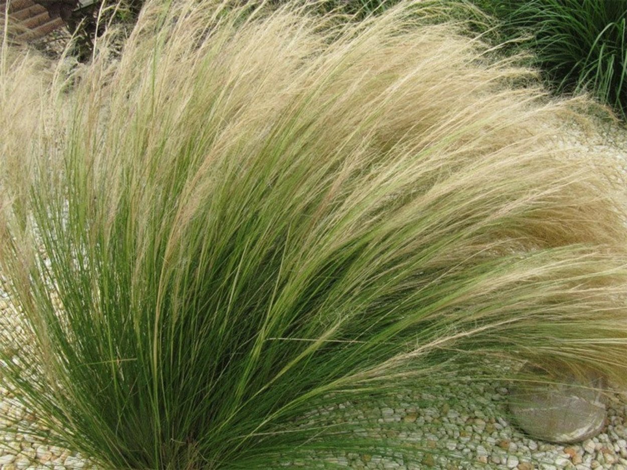 Ячмень гривастый (Hordeum jubatum)