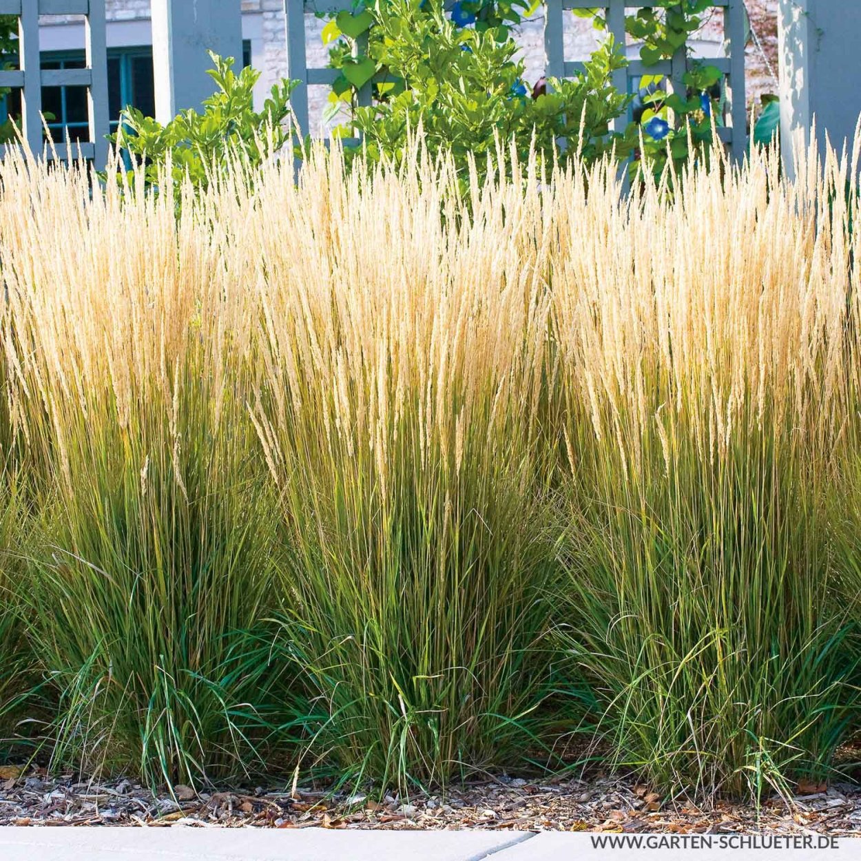 Вейник остроцветковый Avalanche