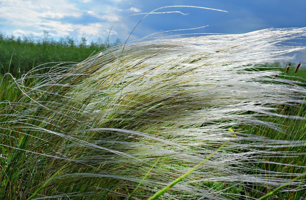 Пырей ползучий (Elytrigia repens)