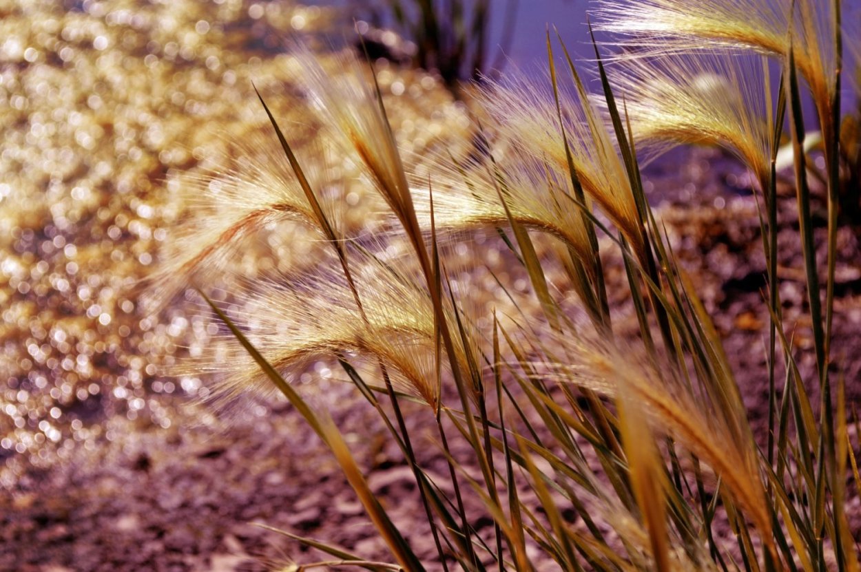 Ячмень гривастый
