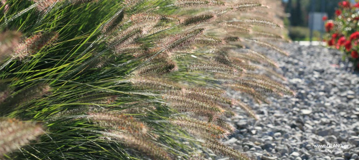 Ковыль перистый Степной