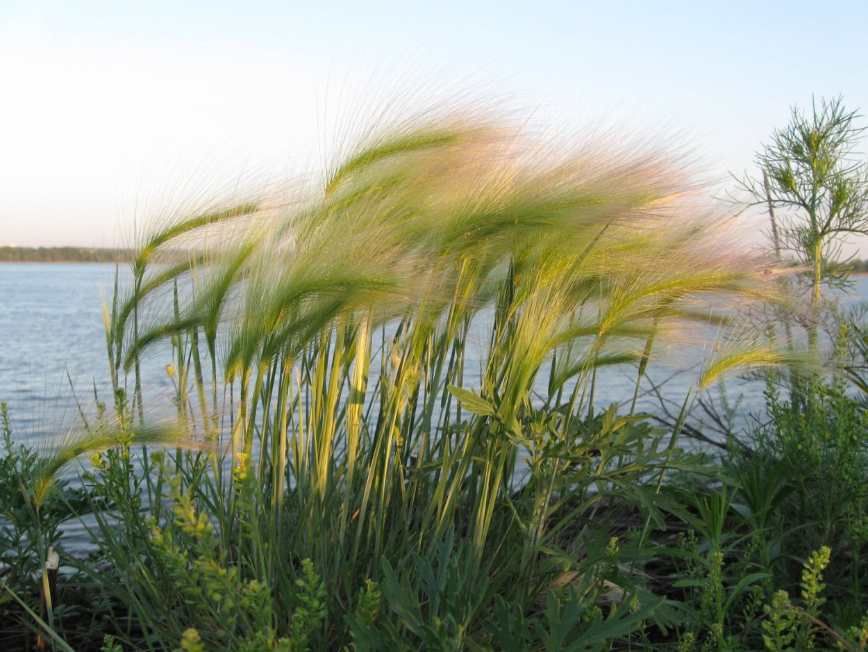 Перистощетинник (пеннисетум) мохнатый