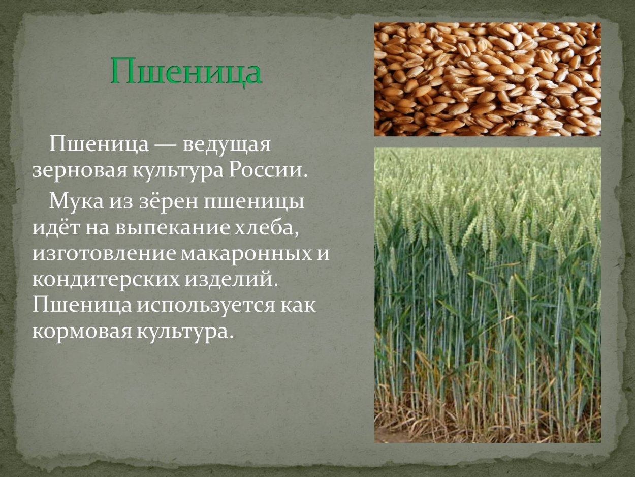 Злаковые презентация