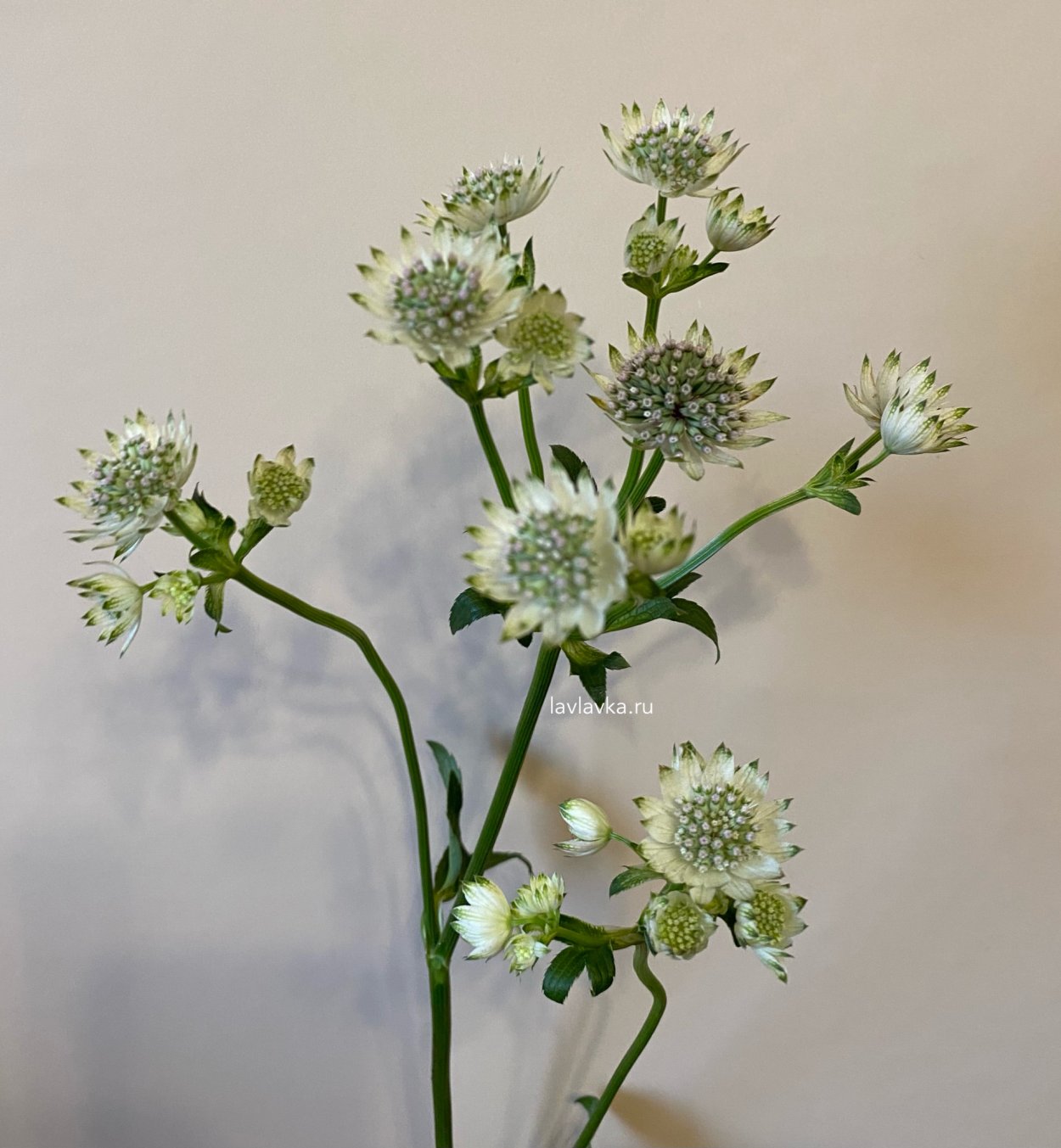 Astrantia ROMA срезка