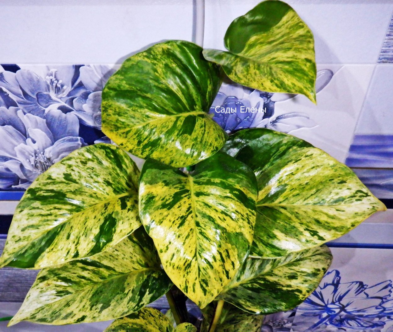 Филодендрон Гигантеум