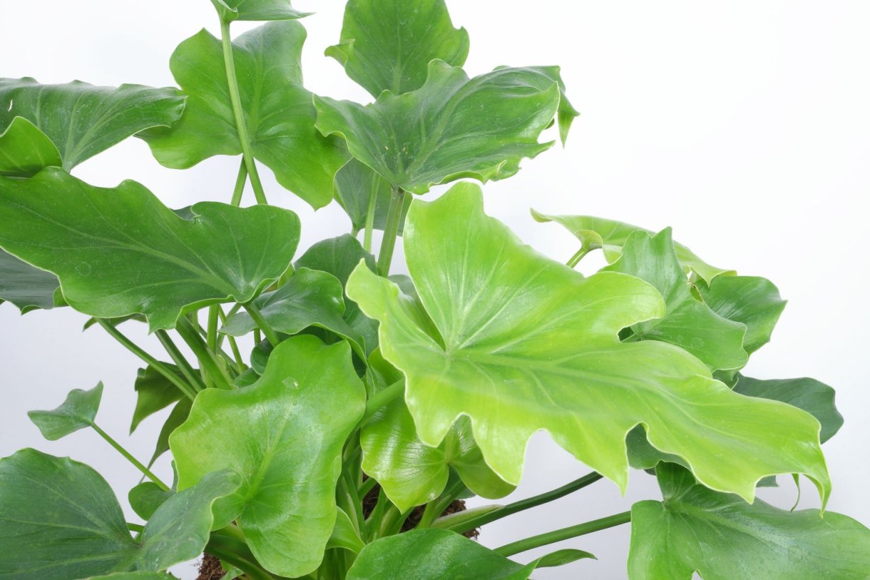 Филодендрон двуперистолистный