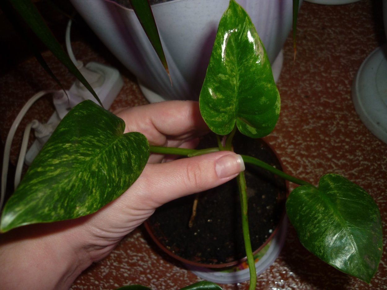 Филодендрон billietiae Black