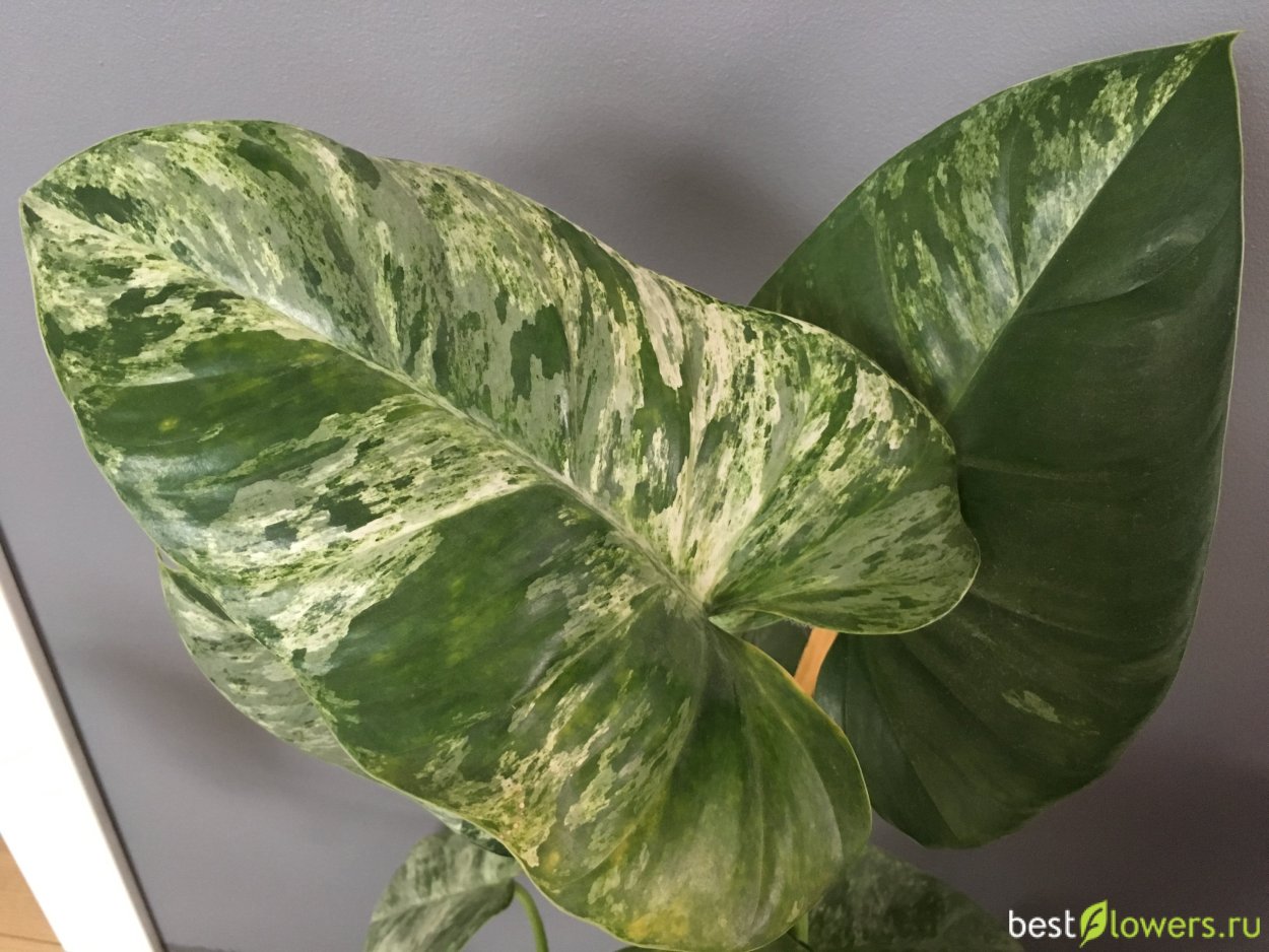 Филодендрон Гигантеум Вариегата
