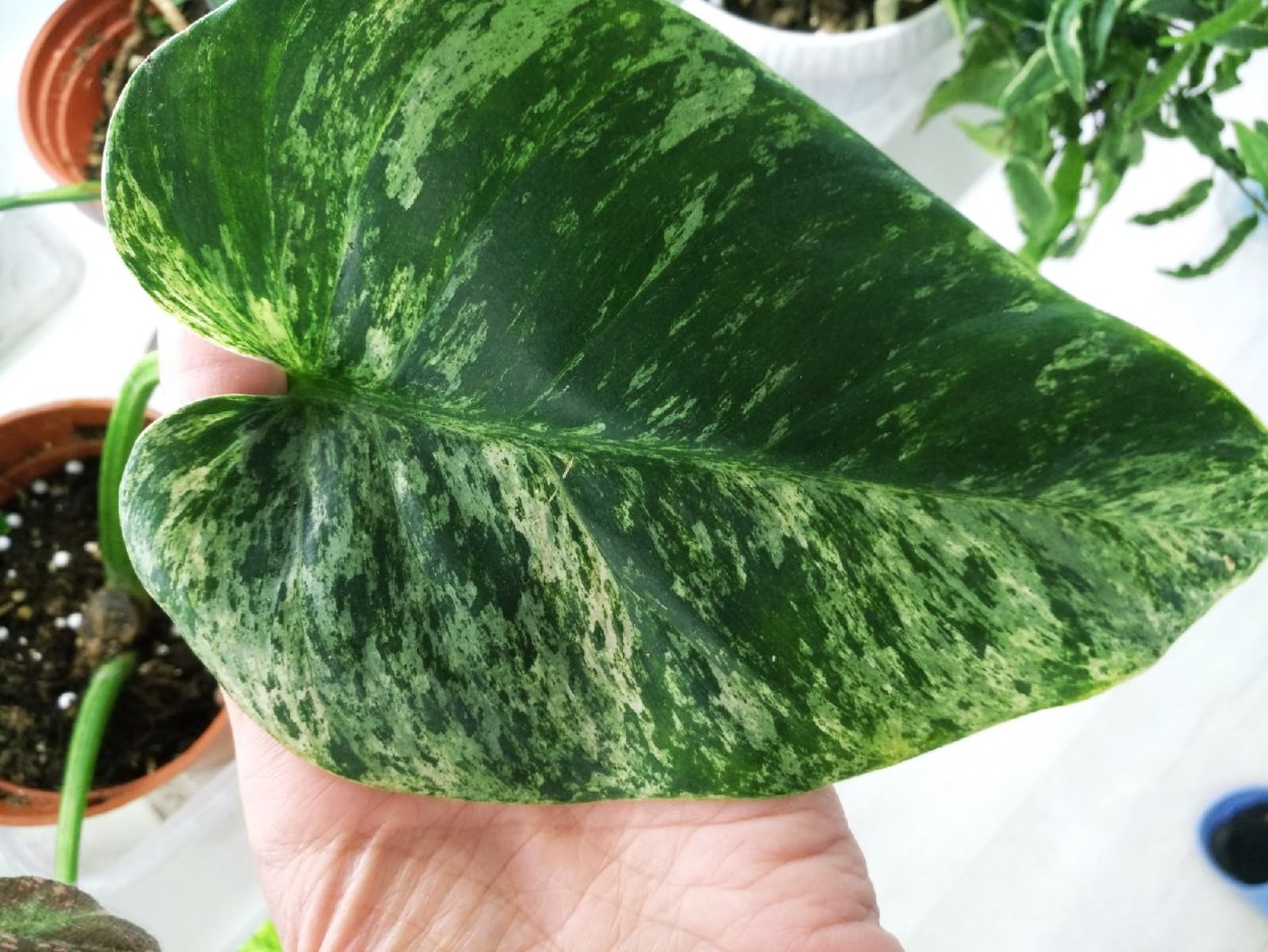 Филодендрон Гигантум