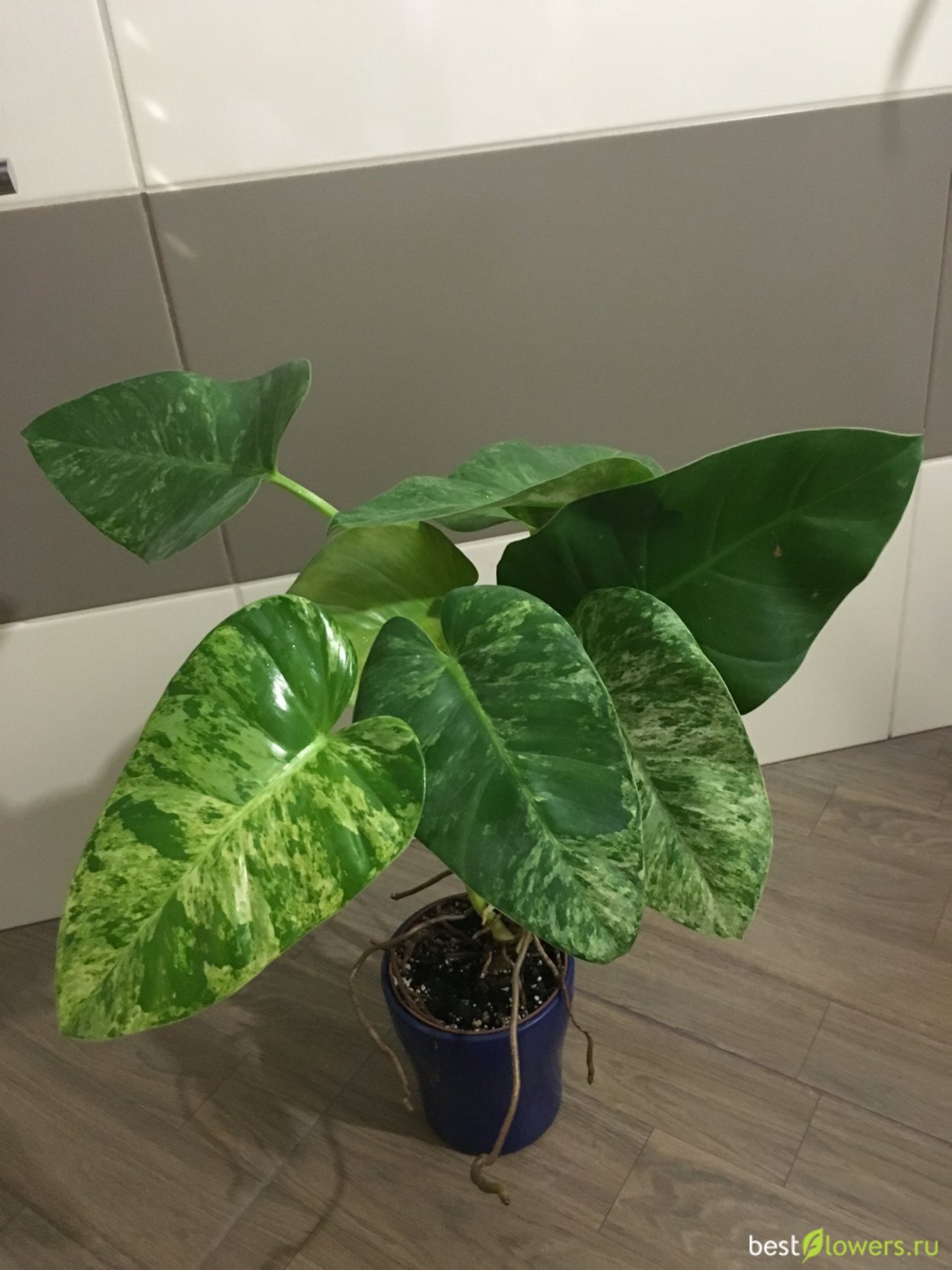 Филодендрон Гигантум