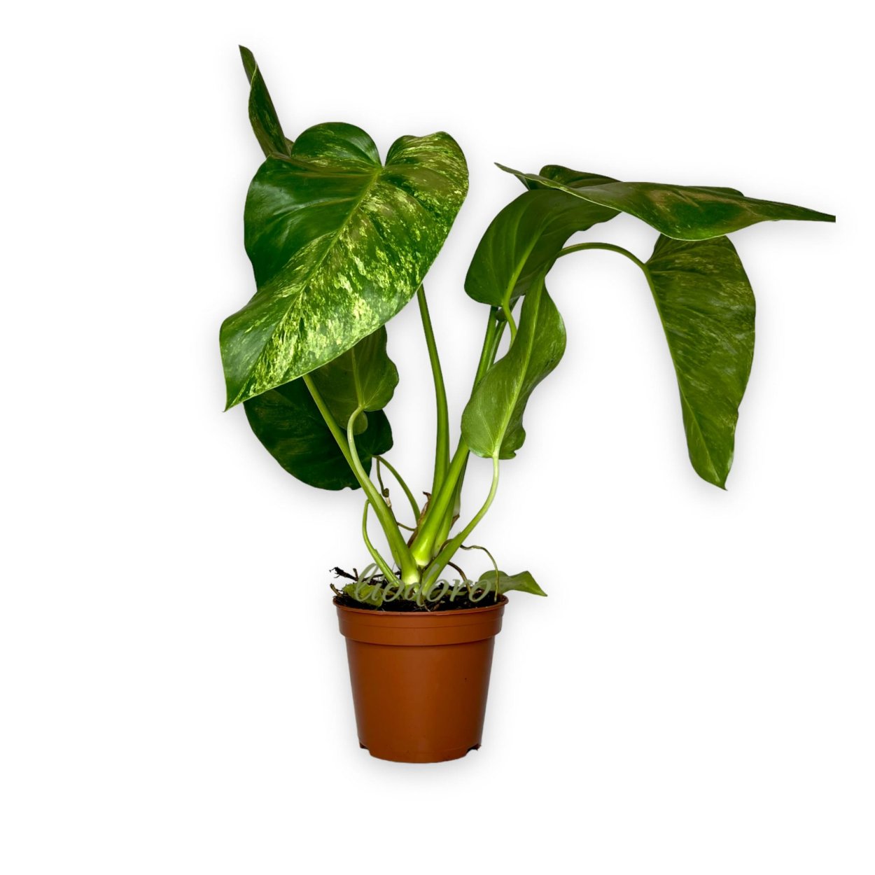 Филодендрон Гигантум