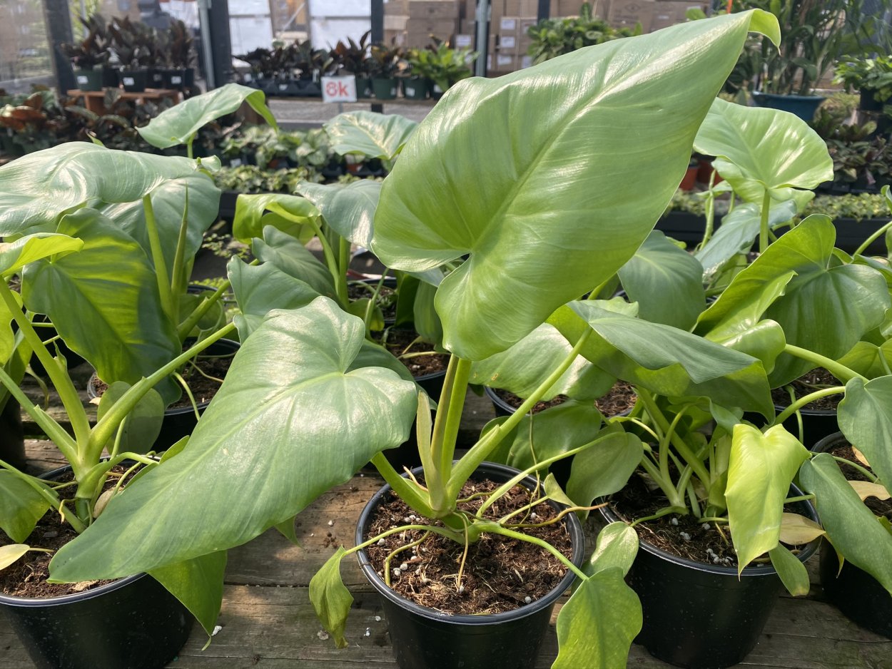 Филодендрон Гигантум