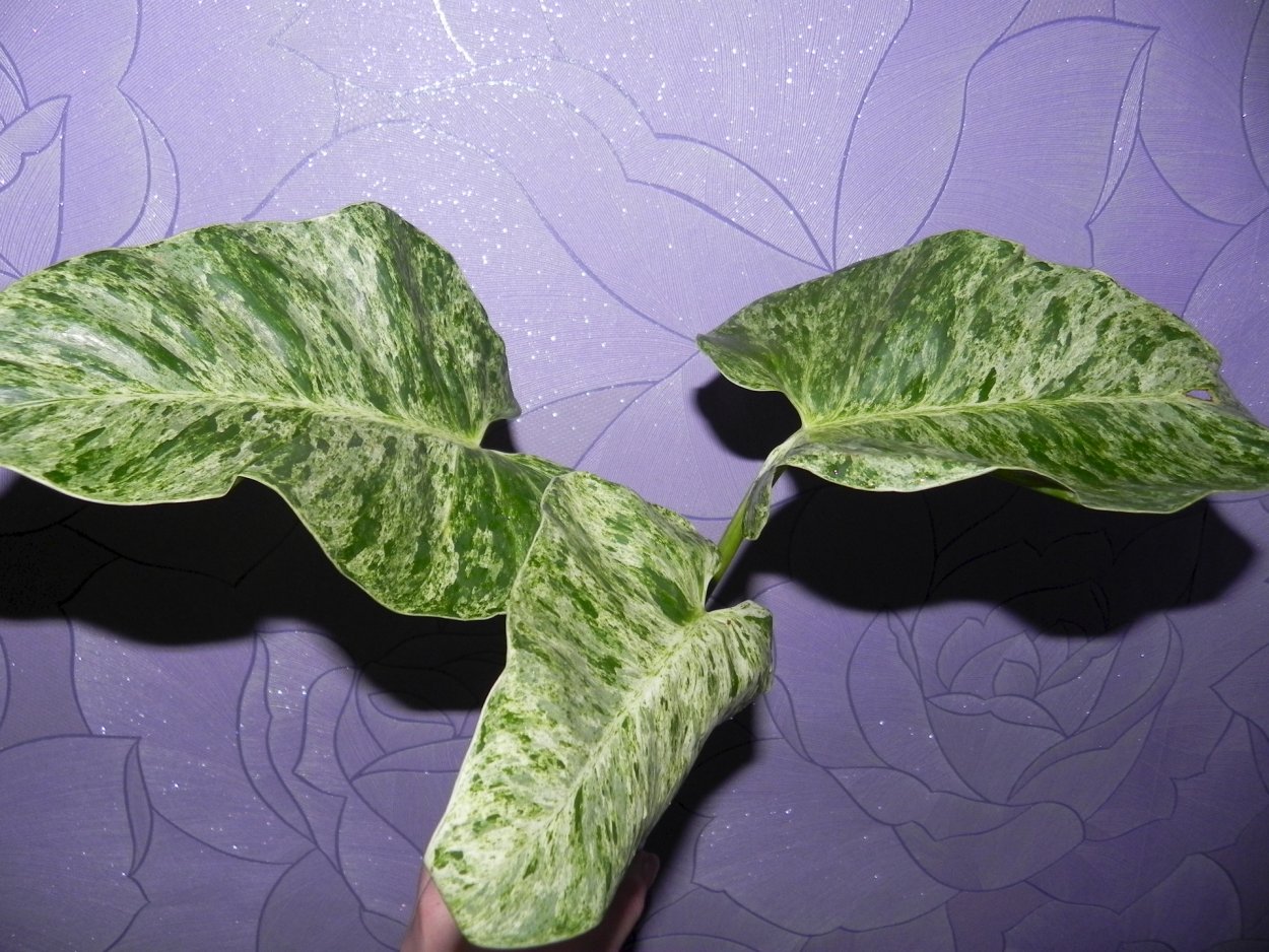 Филодендрон furcatum