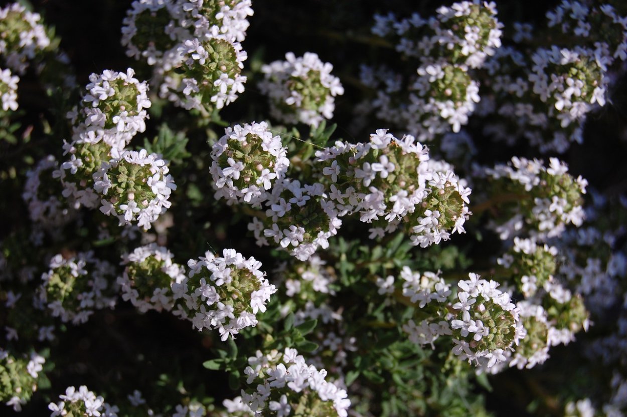Растение с маленькими белыми цветочками Полевое