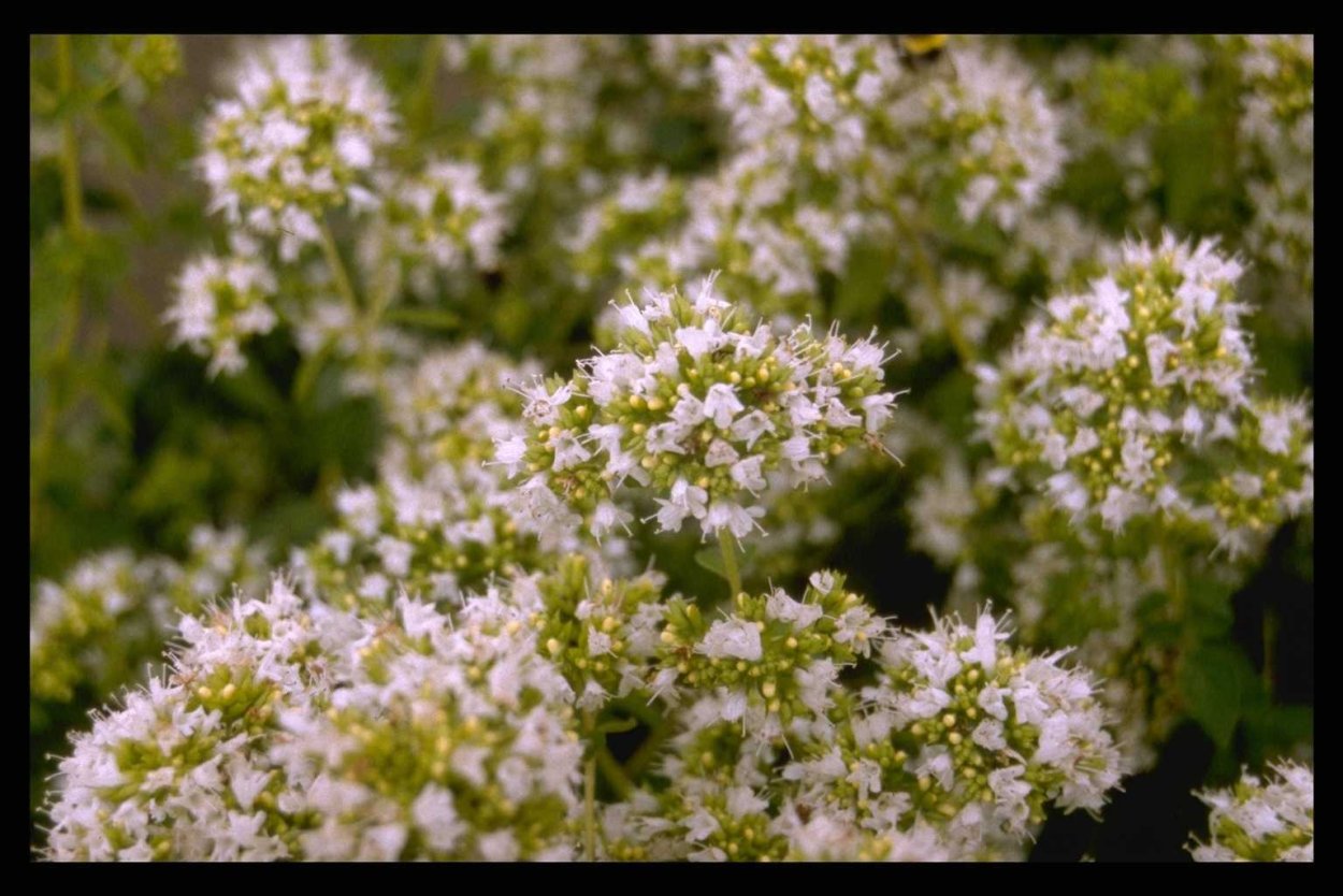 Природная косметика