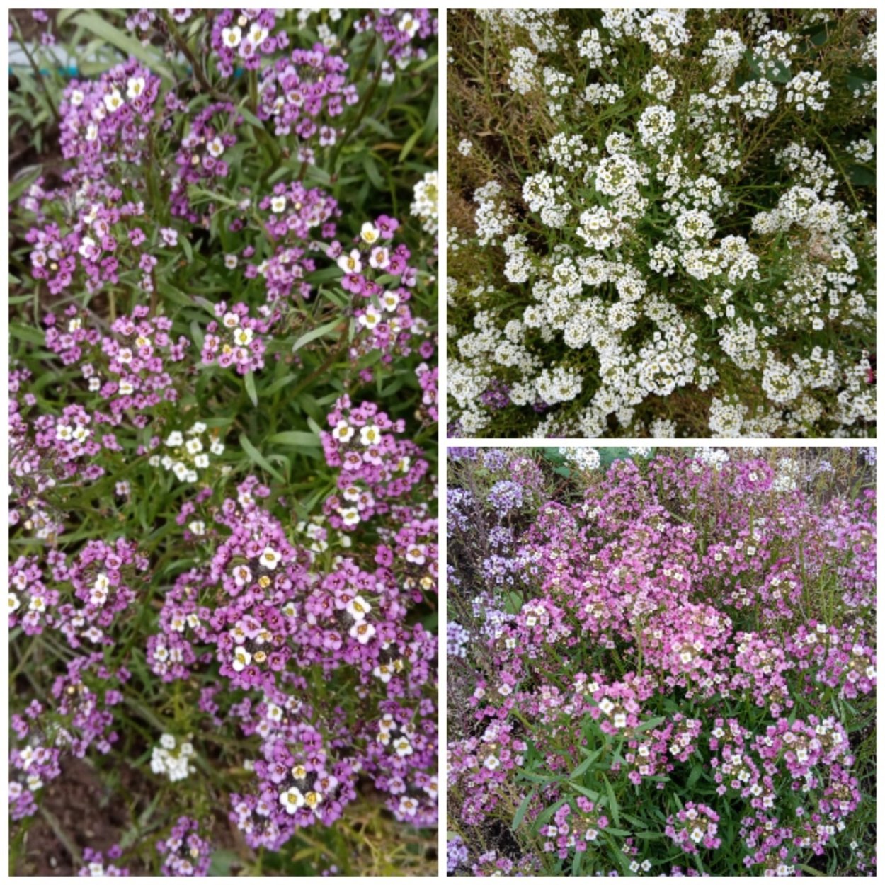 Мимоза трава