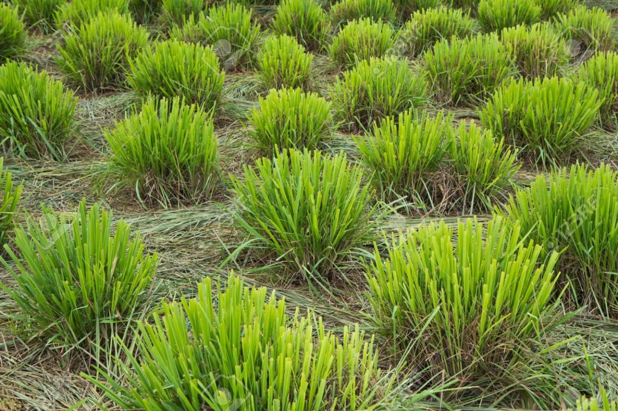 Ветивер растение