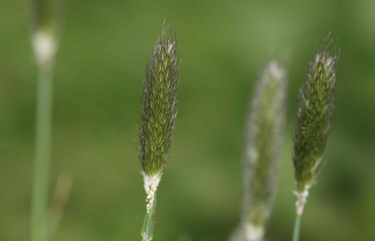 Phleum alpinum