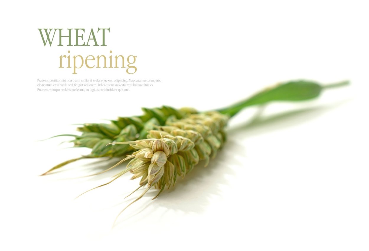 Мята с пчелой