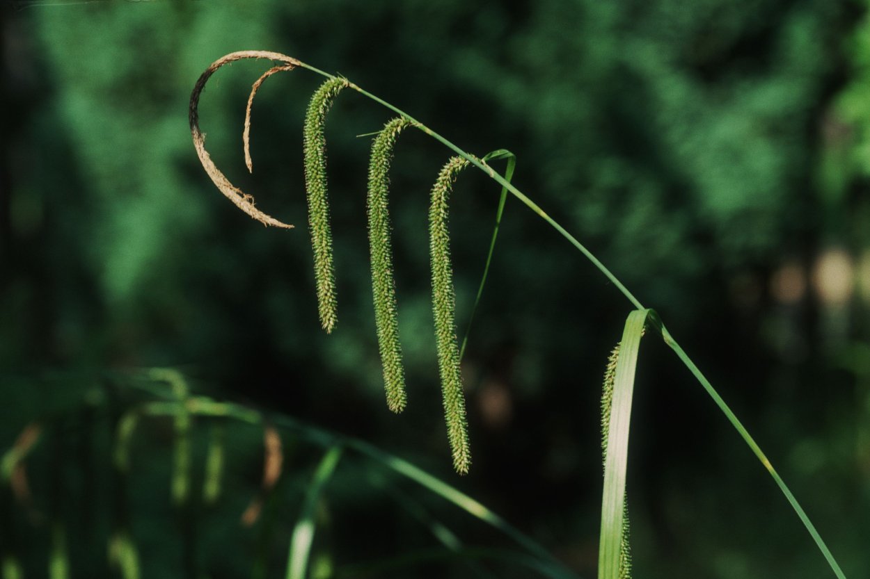 Пыльца у травы Чипчак