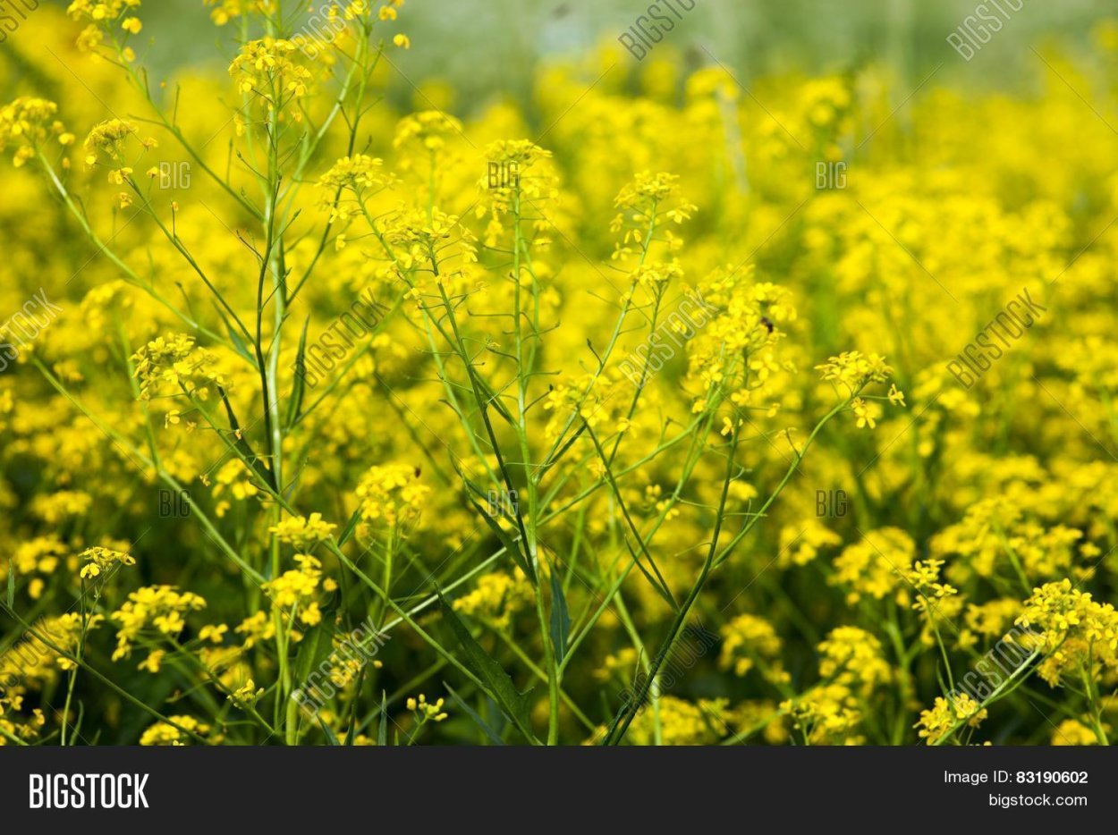 Пыльца и пыль