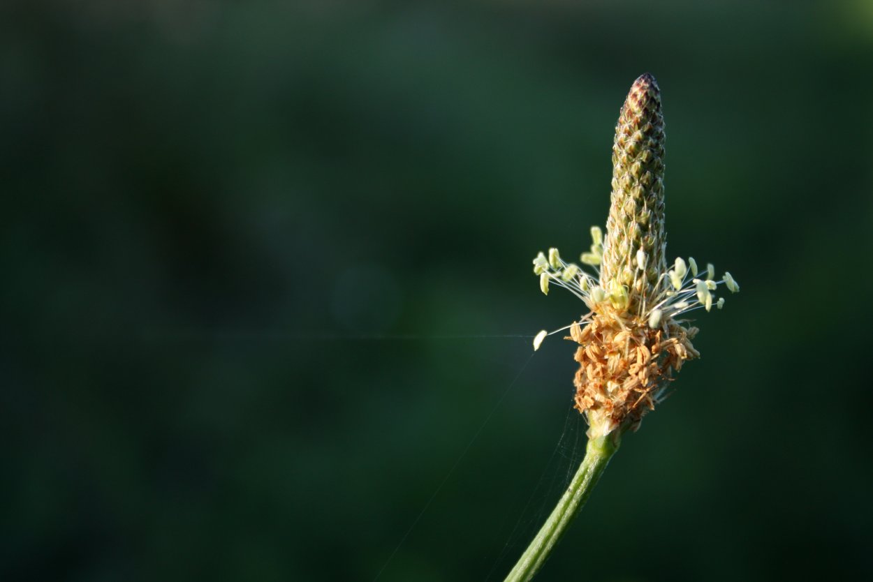 Мимоза прерий