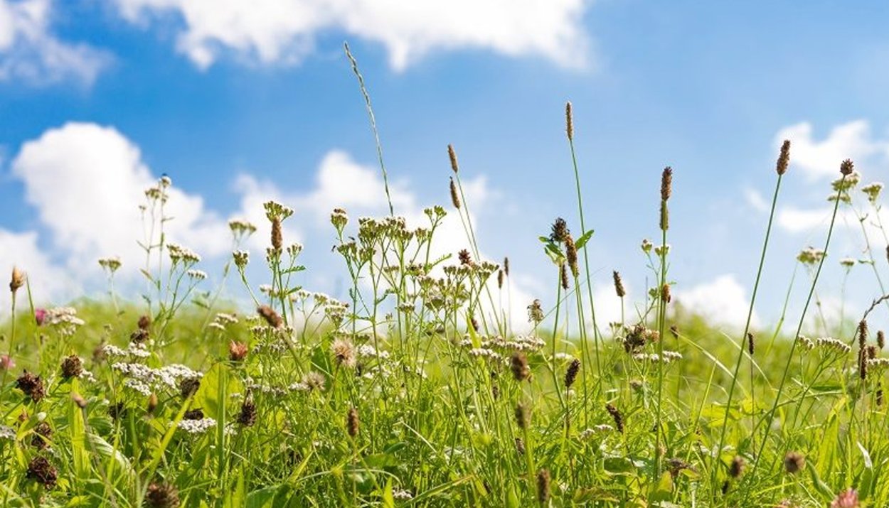 Картинки зеленого цвета