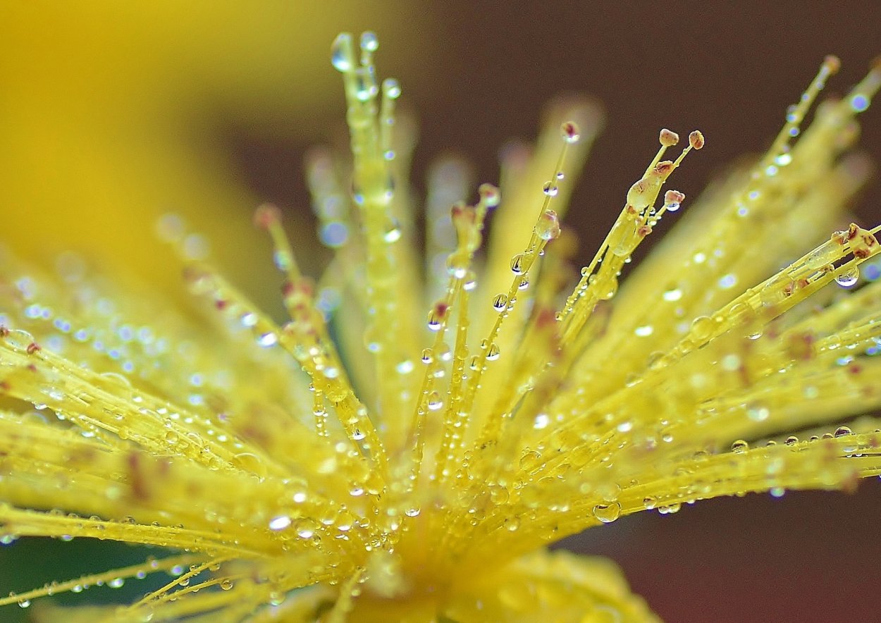 Еженедельные боссы Genshin Impact