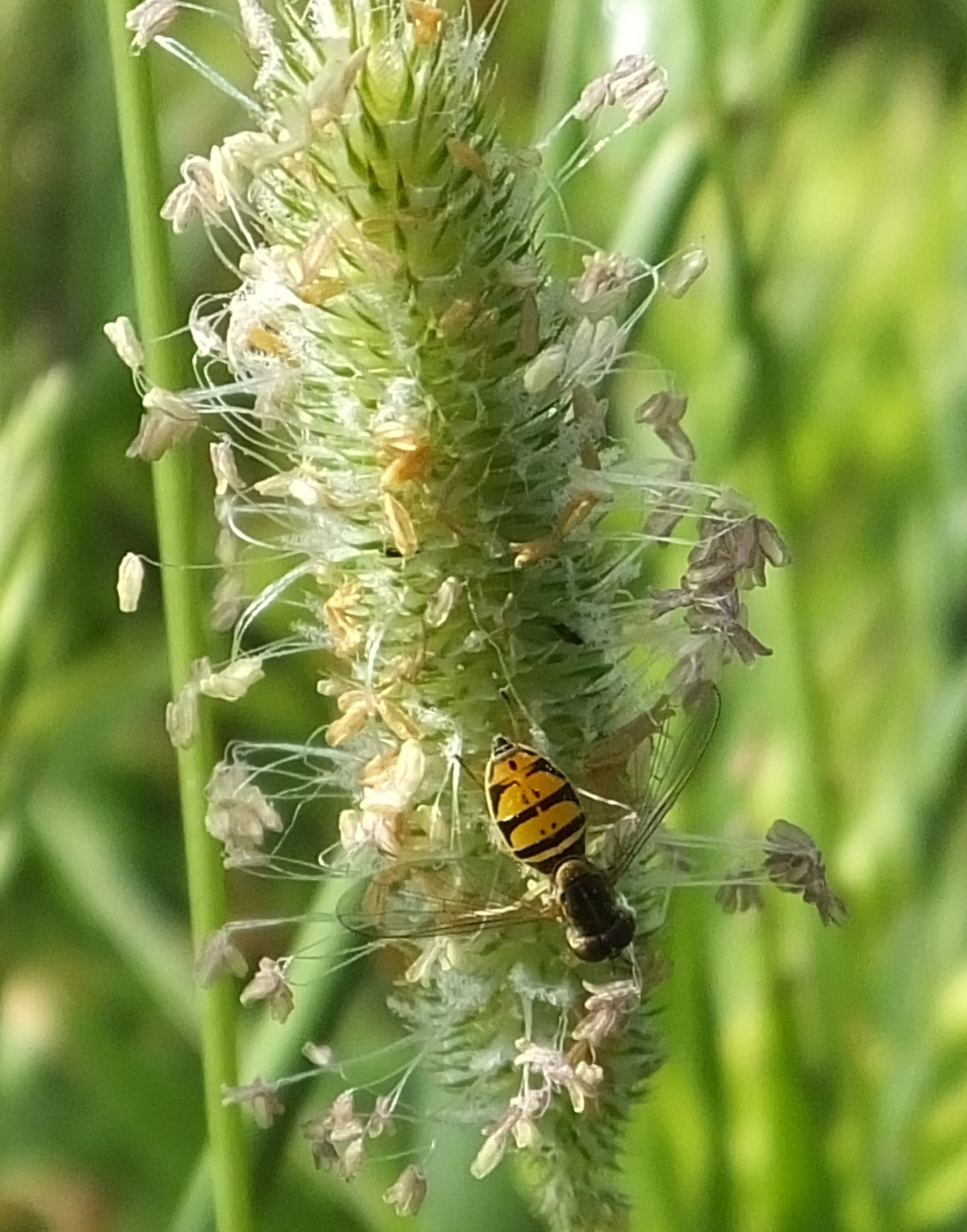 Текун трава