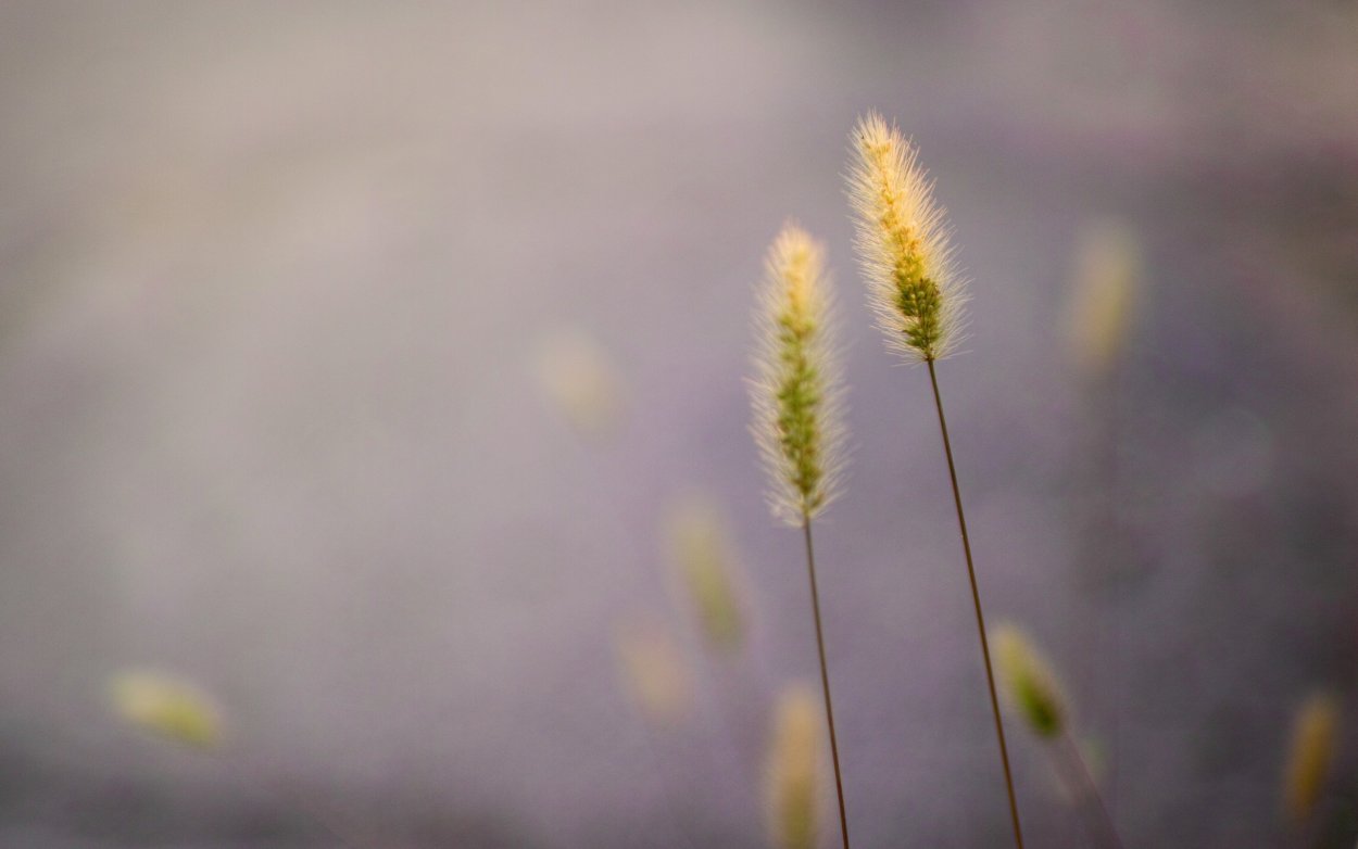 Пыльца у травы Чипчак