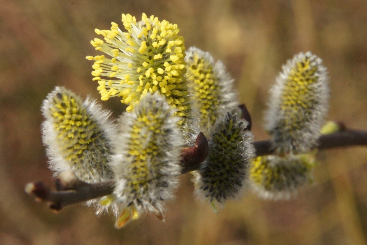 Пыльца амброзии