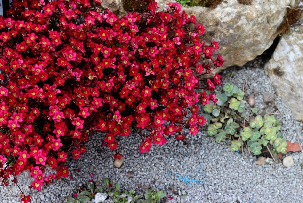 Камнеломка Арендса Carpet Pink