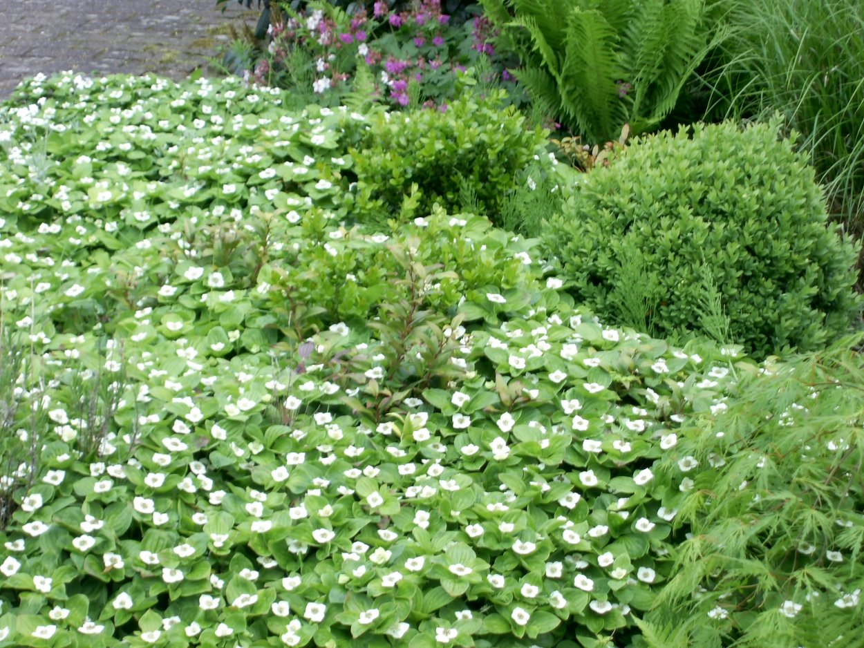 Дёрен канадский стелющийся