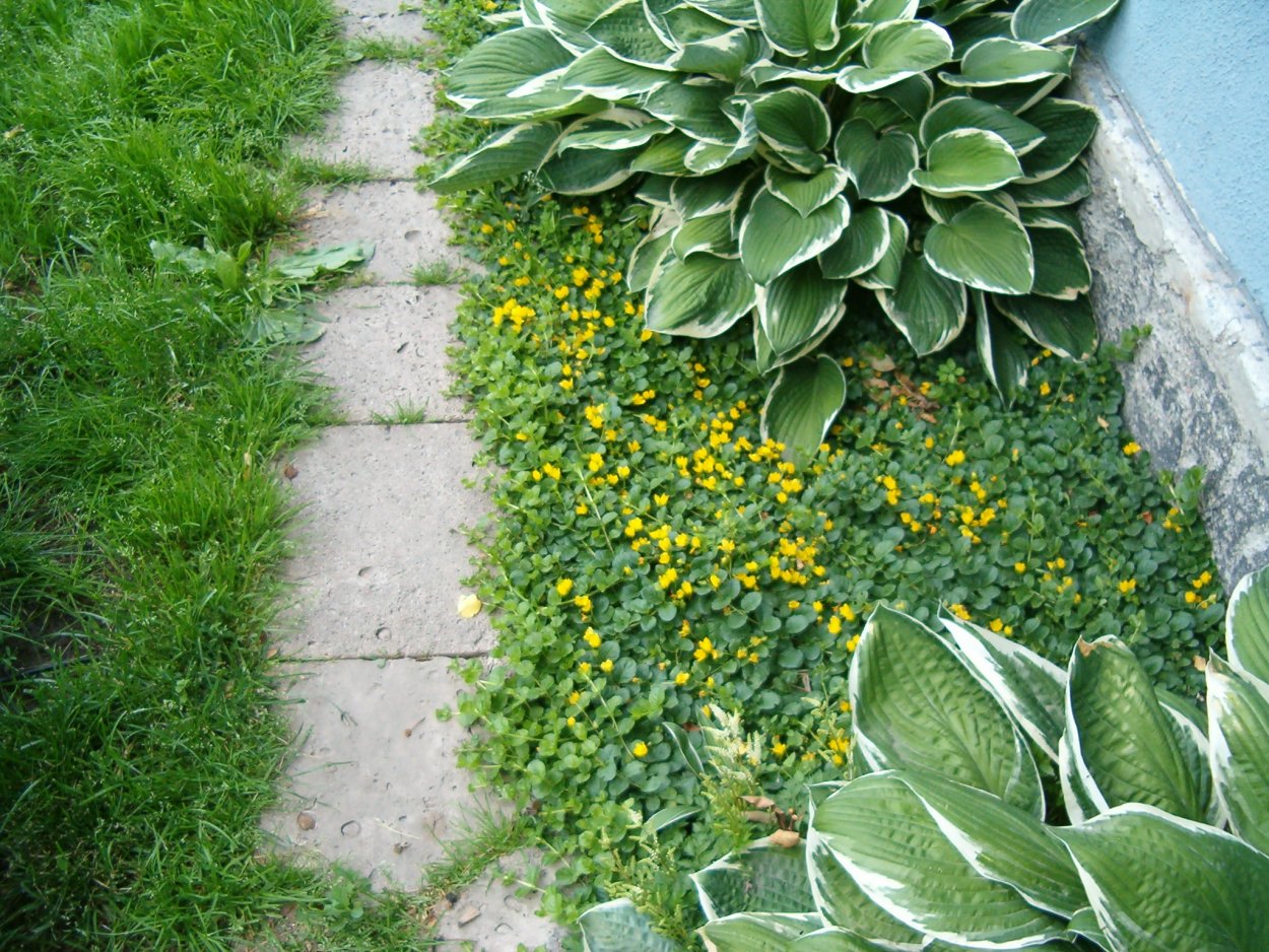 Вербейник монетчатый газон