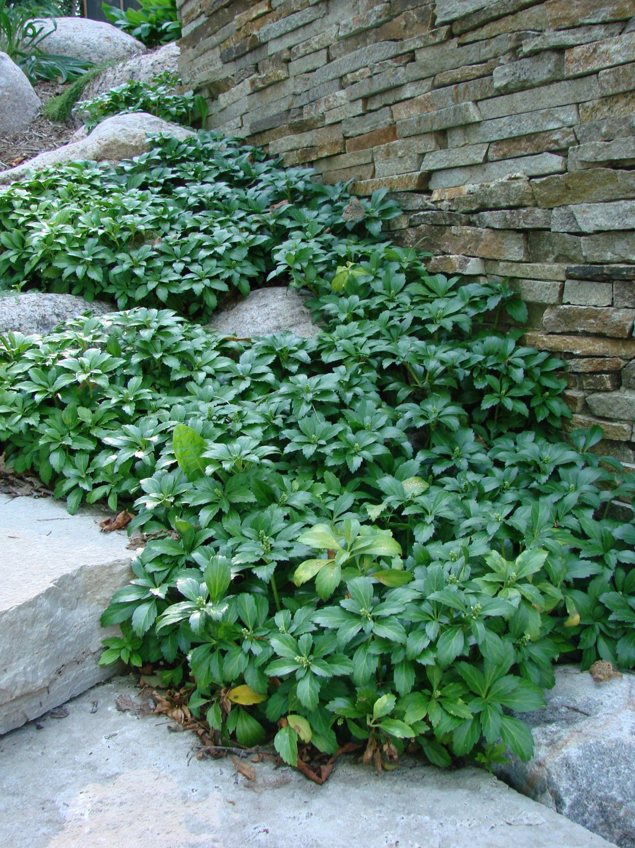 Пахизандра верхушечная Грин шин