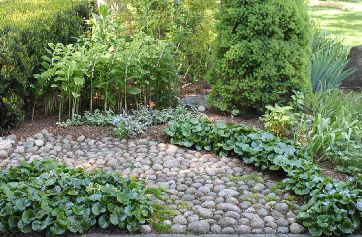 Копытень Хоста