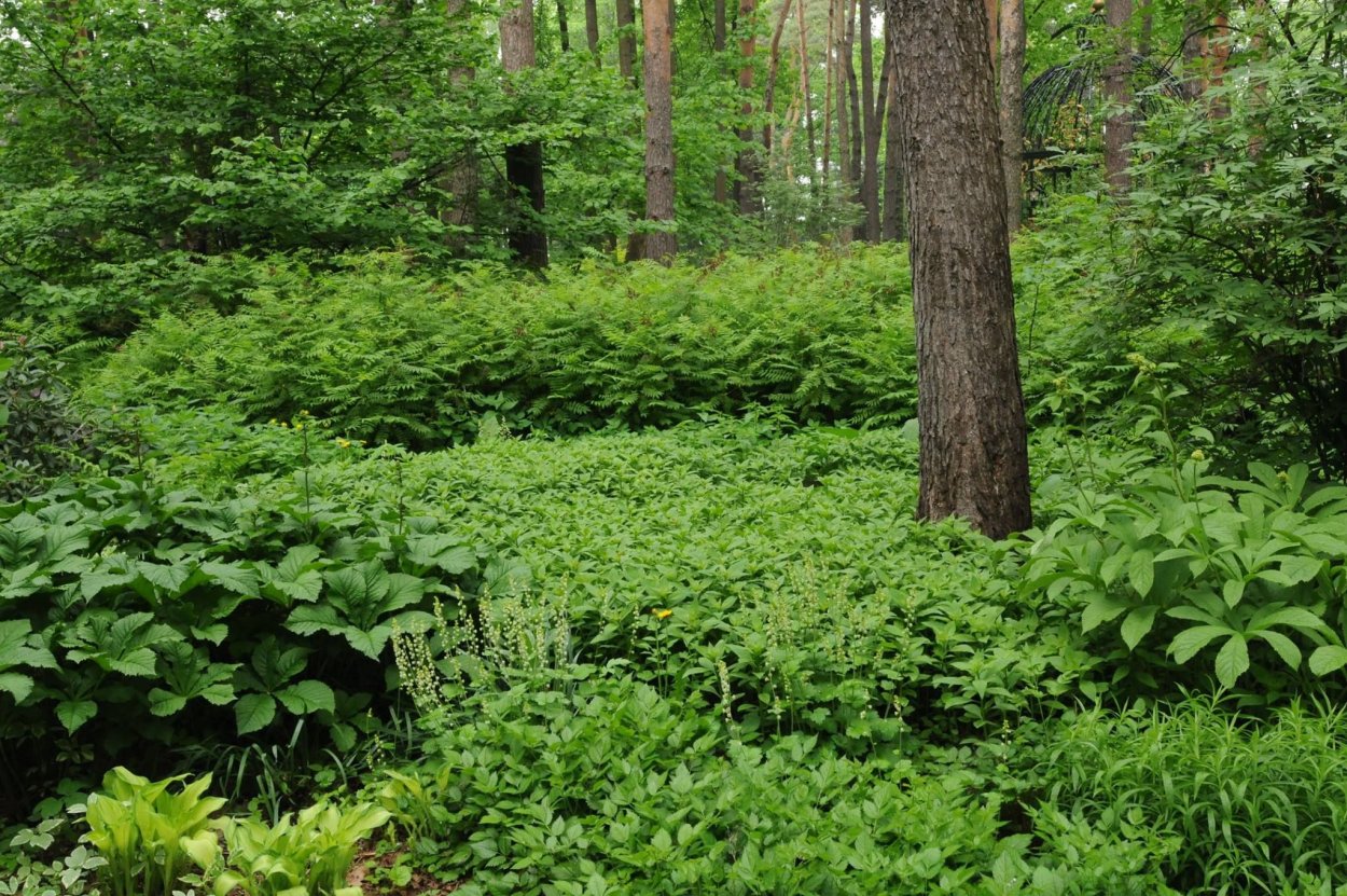 Лесные многолетники Колесников