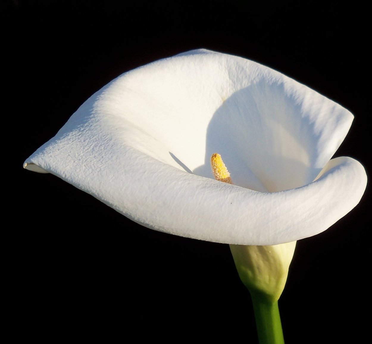 Калла аскари