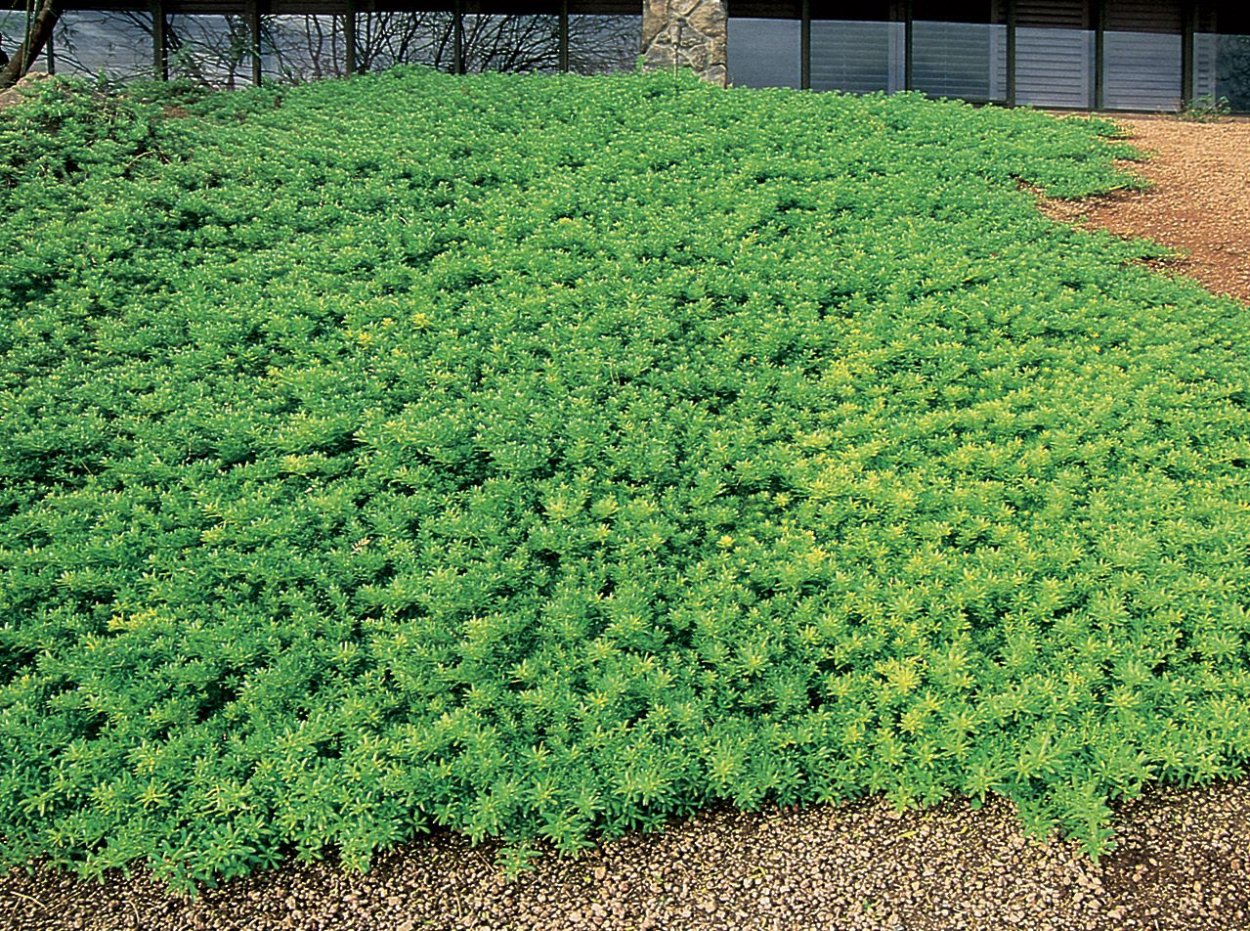 Почвопокровные Гарден Фройден