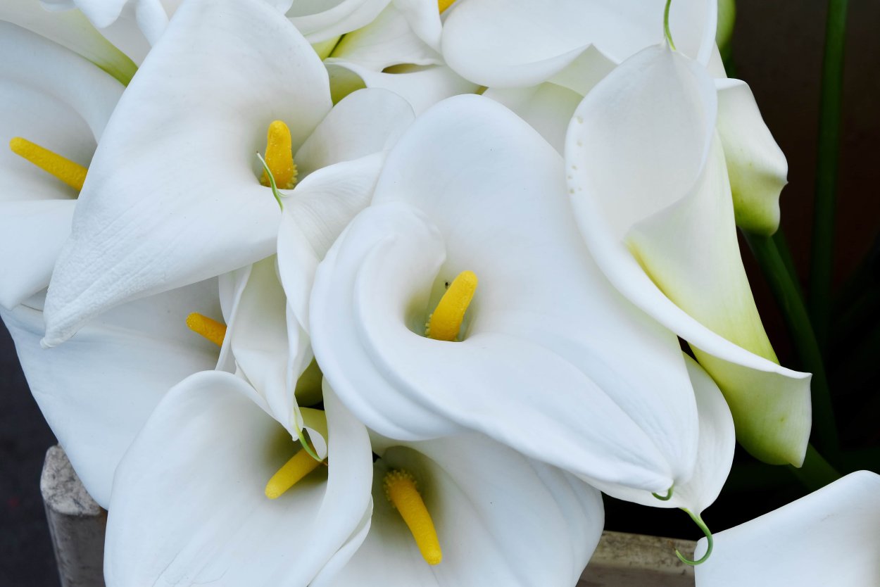 Крокус (6/0,8)